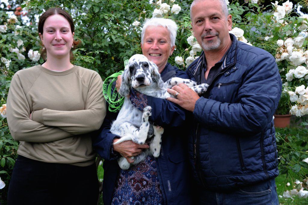 English Setters - Running To Stand Still