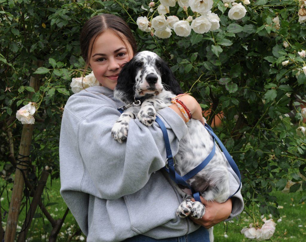 English Setters - Running To Stand Still