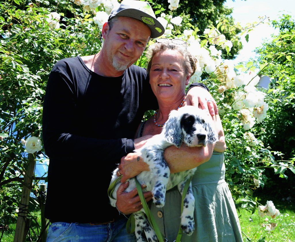 English Setters - Running To Stand Still