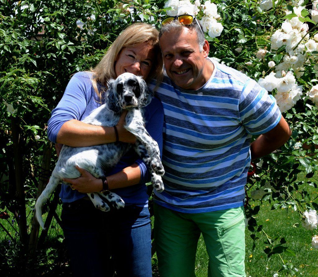 English Setters - Running To Stand Still