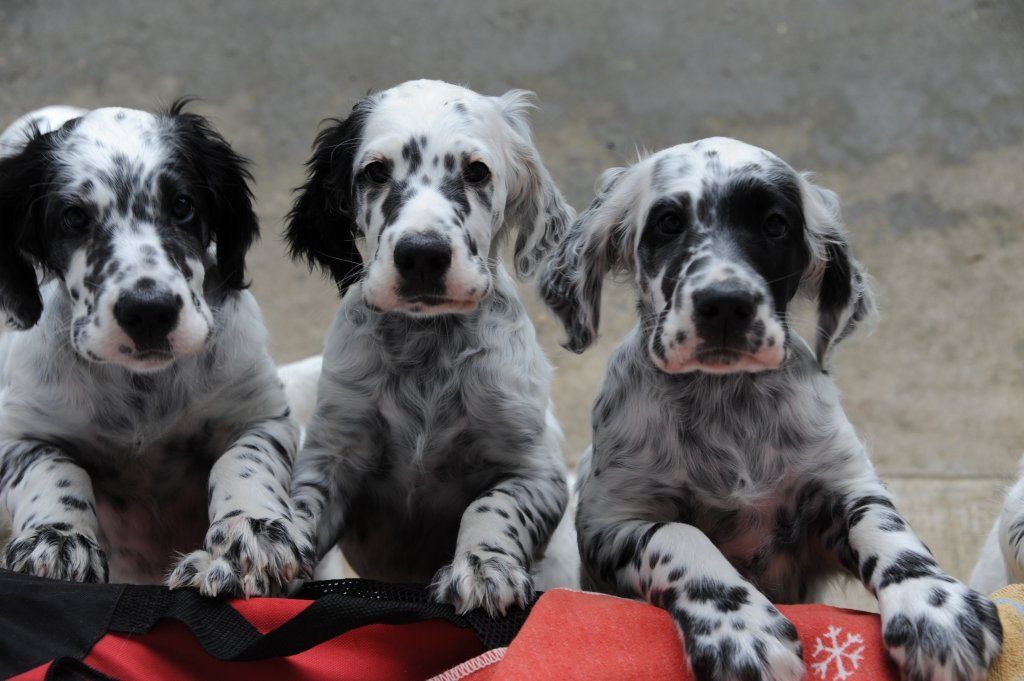 English Setters - Running To Stand Still
