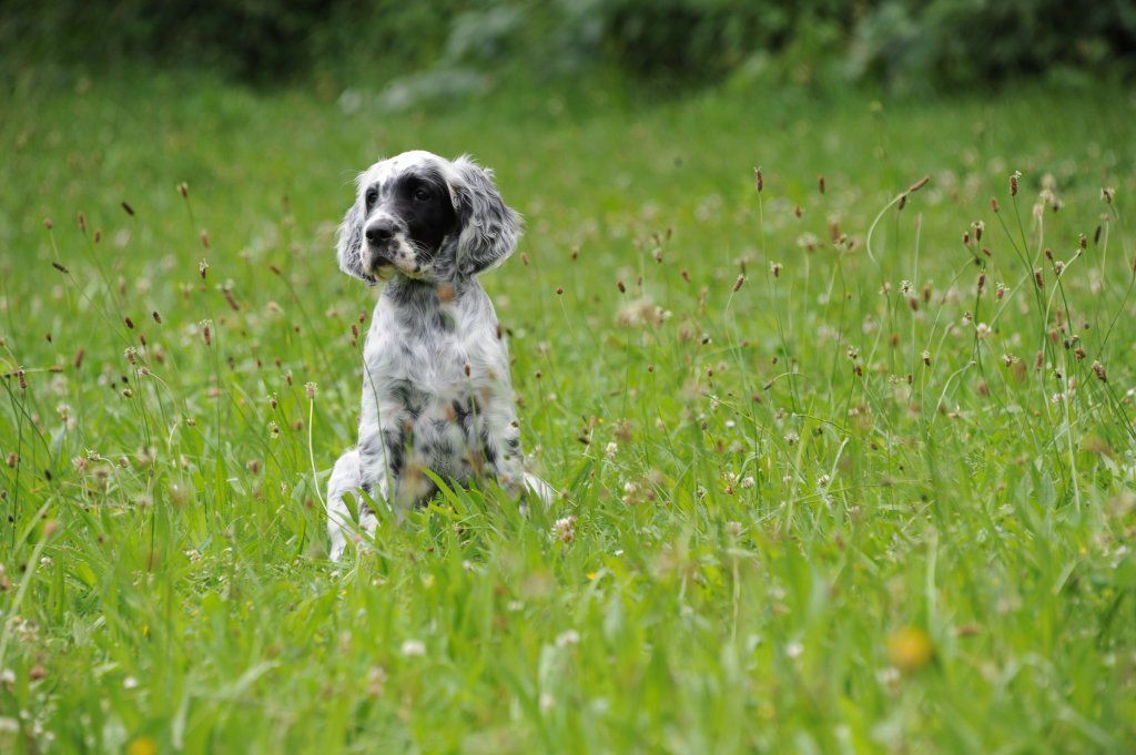 English Setters - Running To Stand Still