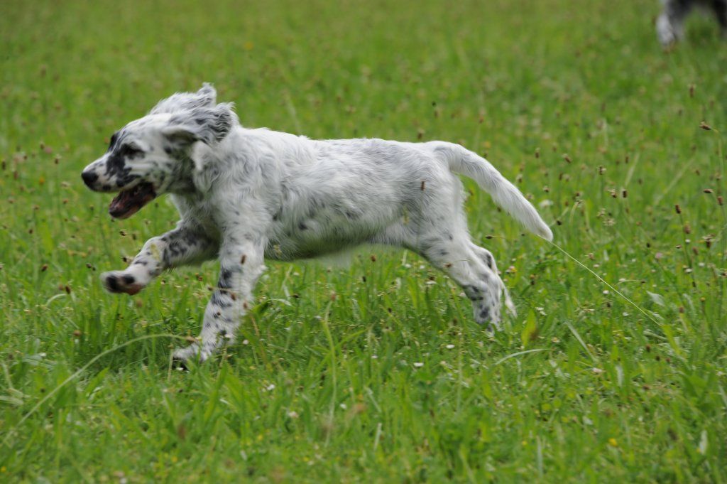 English Setters - Running To Stand Still