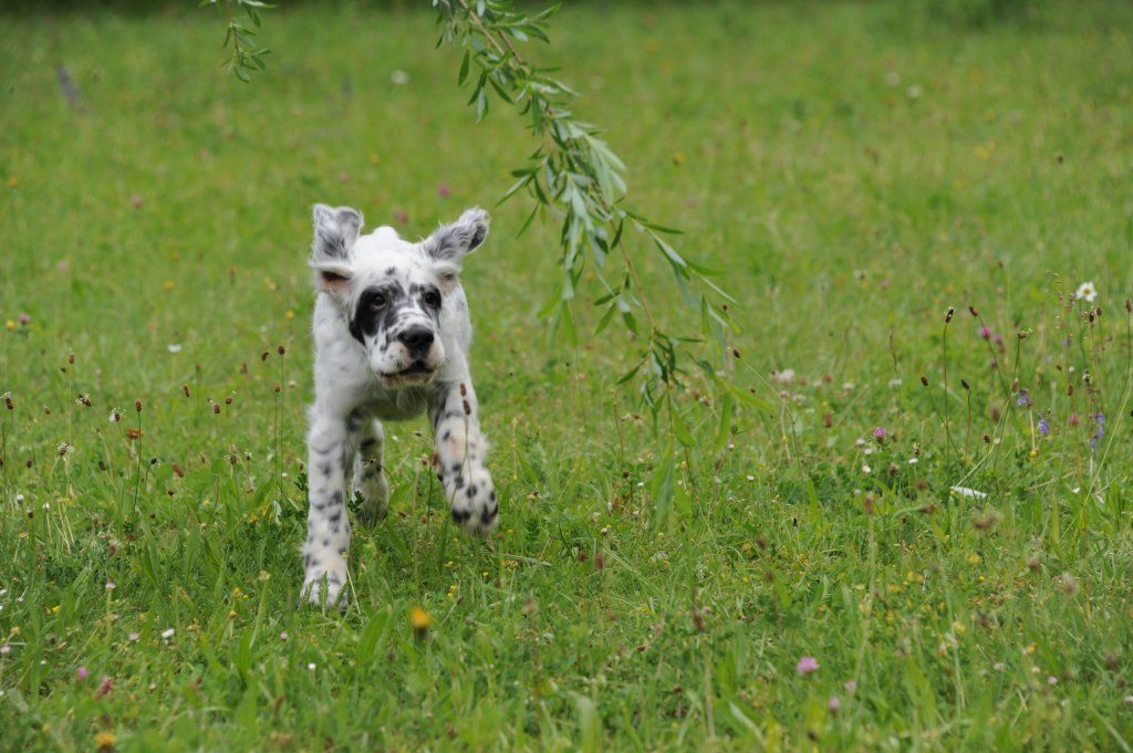 English Setters - Running To Stand Still
