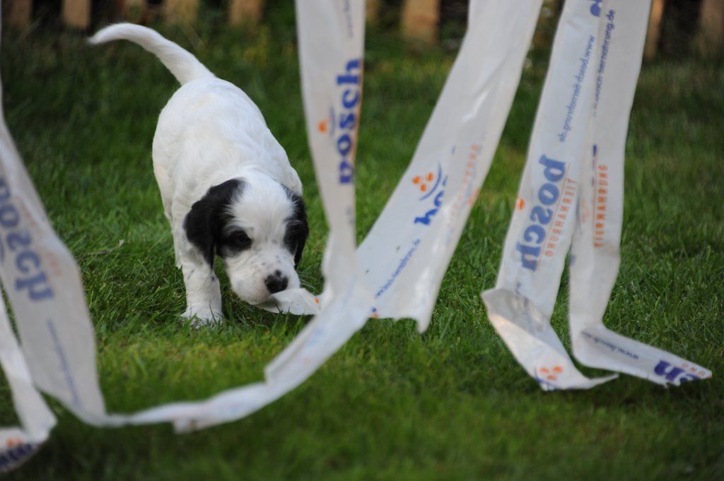 English Setters - Running To Stand Still