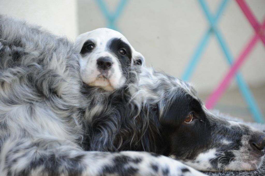 English Setters - Running To Stand Still