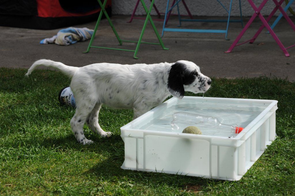 English Setters - Running To Stand Still