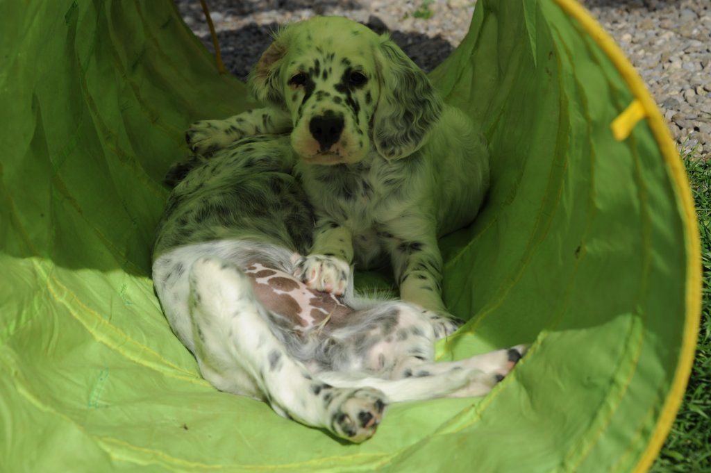 English Setters - Running To Stand Still