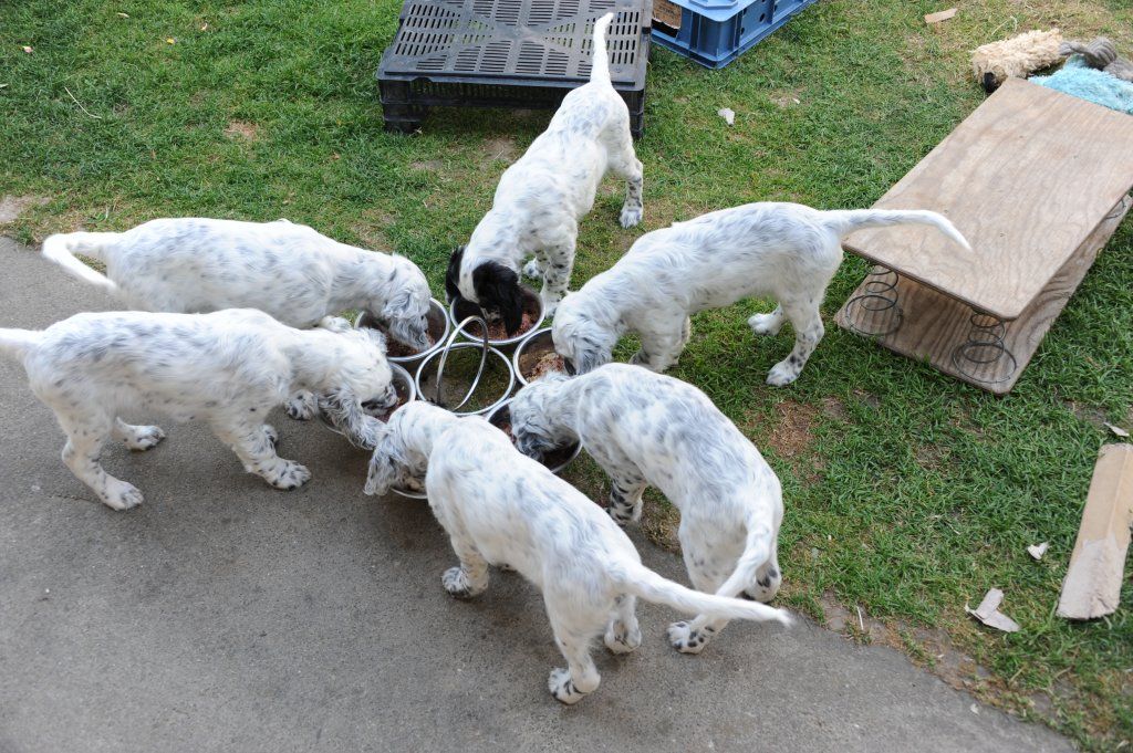 English Setters - Running To Stand Still