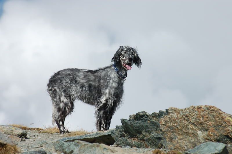 English Setters - Running To Stand Still