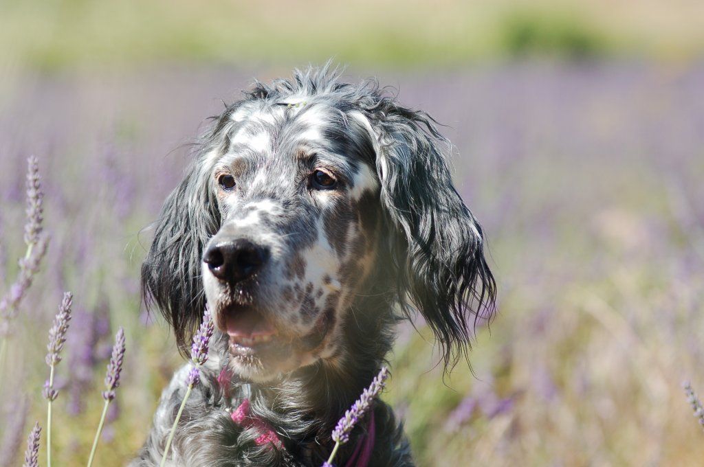 English Setters - Running To Stand Still