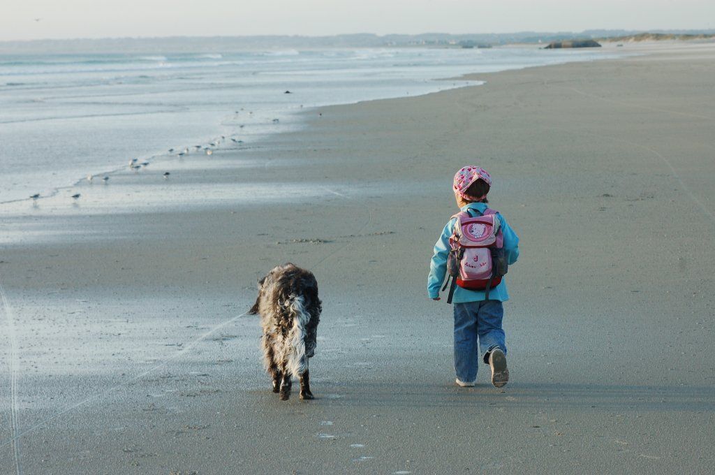English Setters - Running To Stand Still