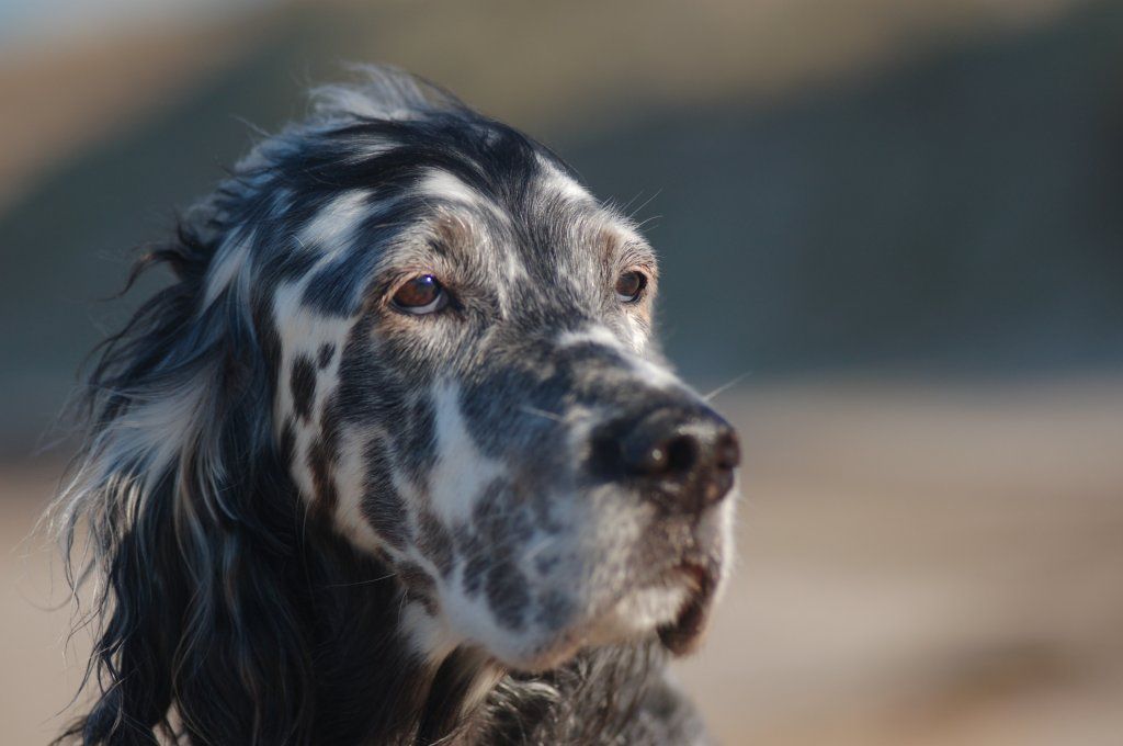 English Setters - Running To Stand Still