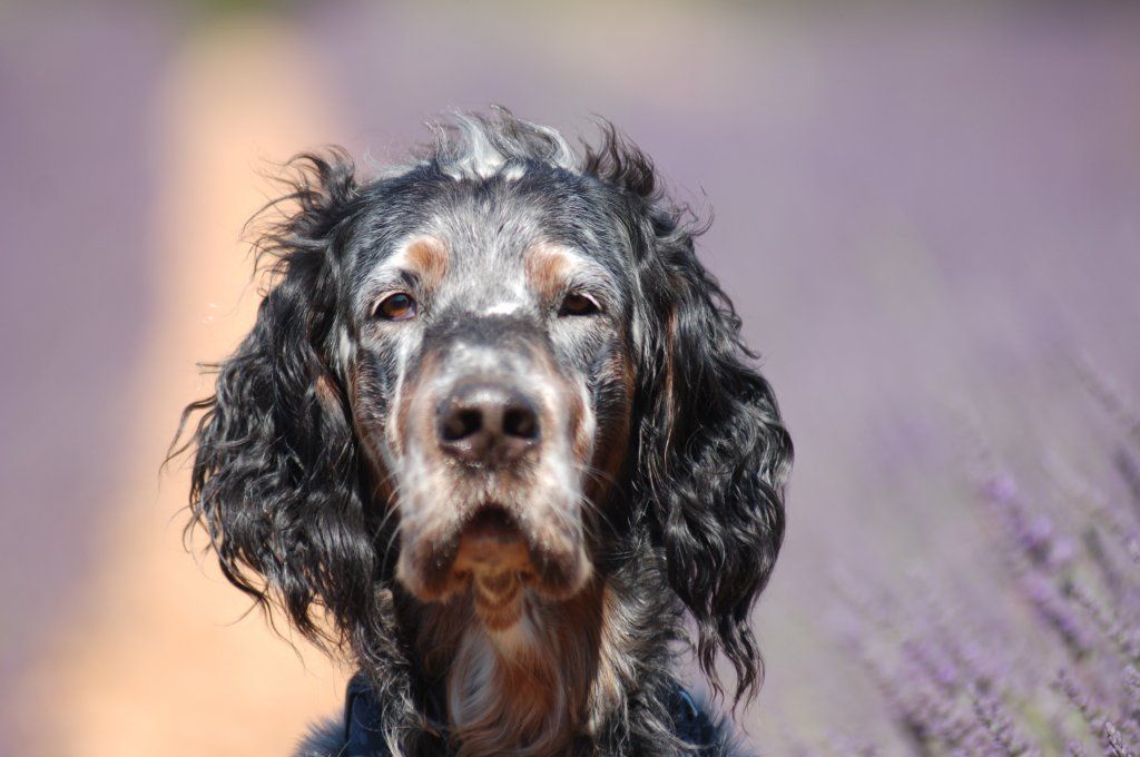 English Setters - Running To Stand Still