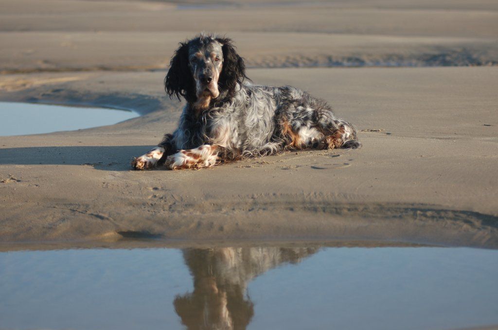 English Setters - Running To Stand Still