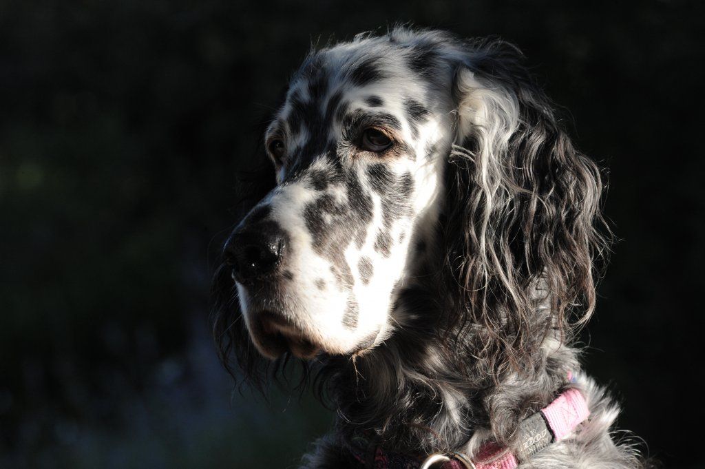 English Setters - Running To Stand Still