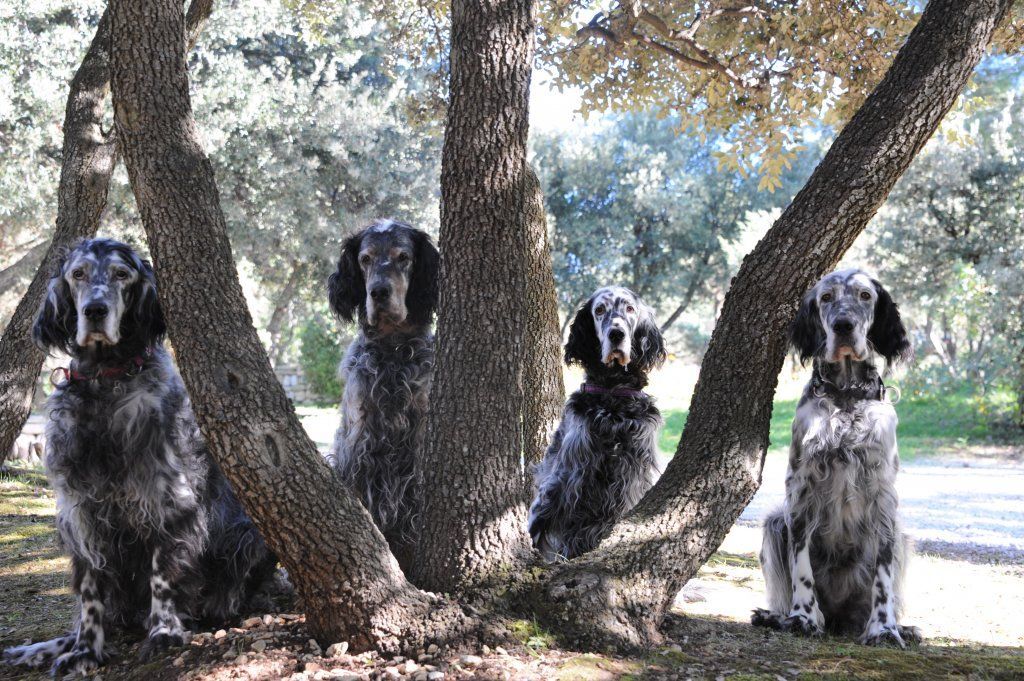 English Setters - Running To Stand Still