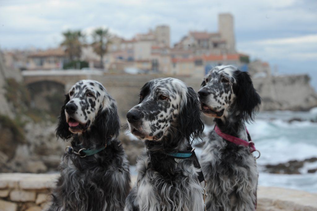 English Setters - Running To Stand Still