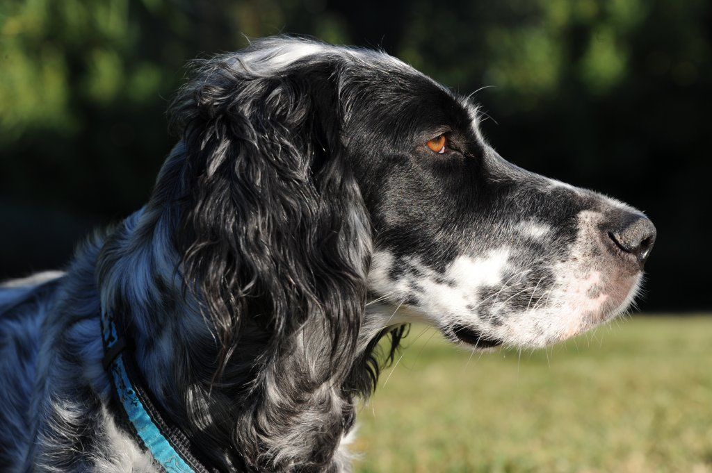 English Setters - Running To Stand Still