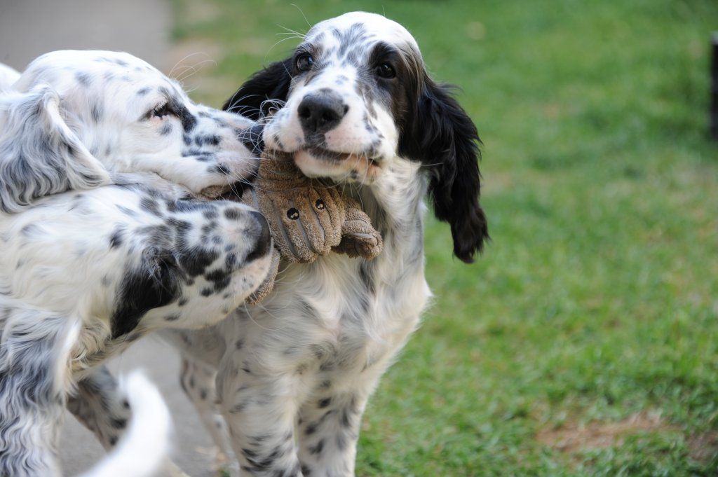 English Setters - Running To Stand Still