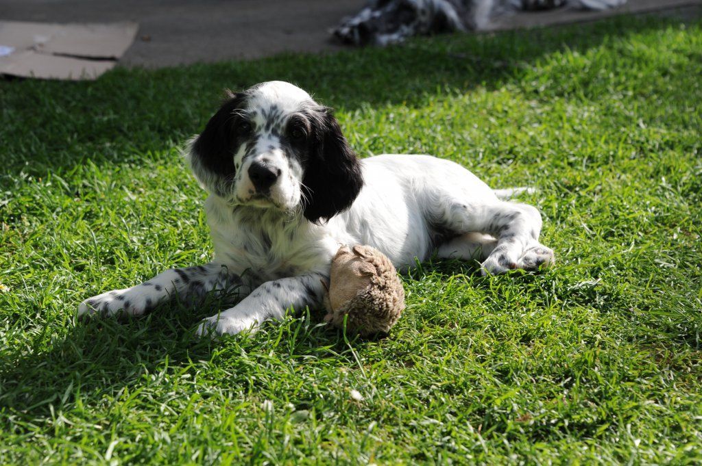 English Setters - Running To Stand Still