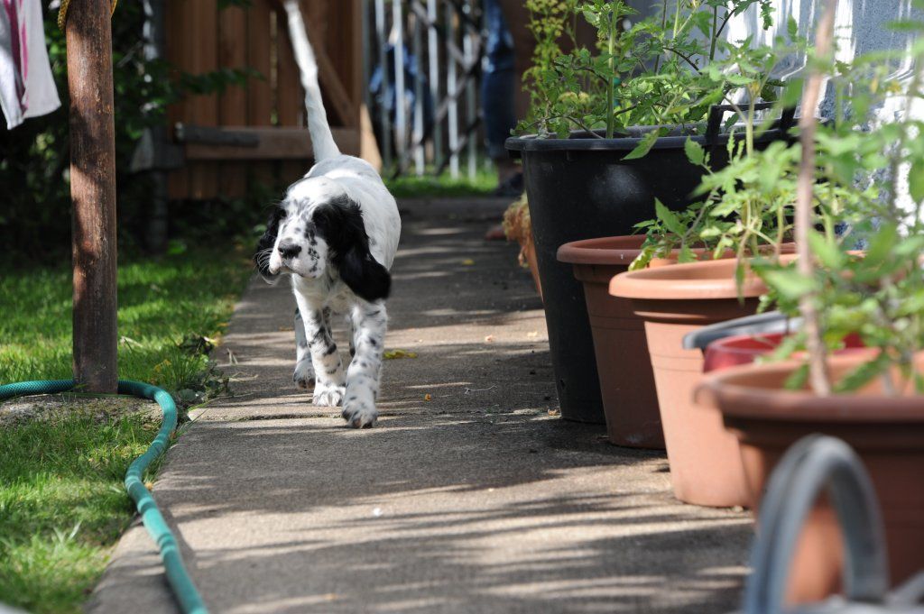 English Setters - Running To Stand Still