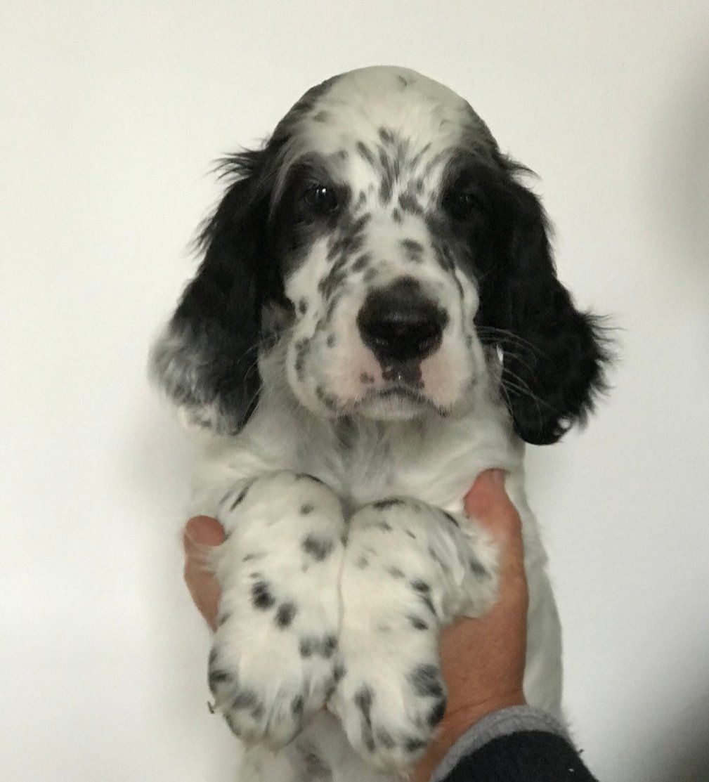 English Setters - Running To Stand Still
