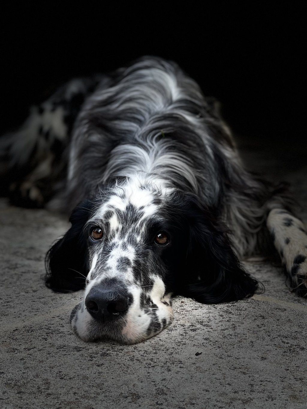 English Setters - Running To Stand Still