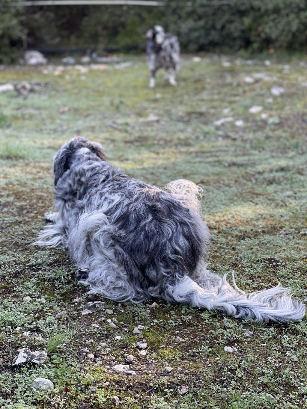 English Setters - Running To Stand Still