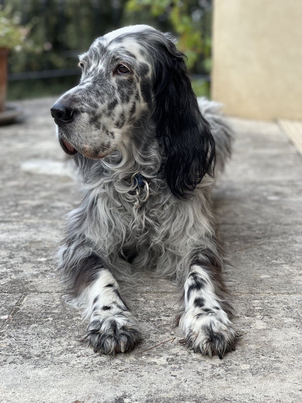 English Setters - Running To Stand Still