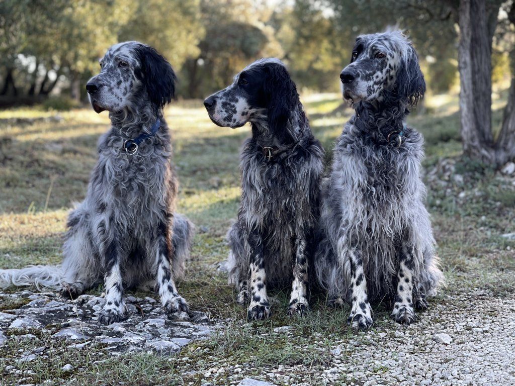 English Setters - Running To Stand Still