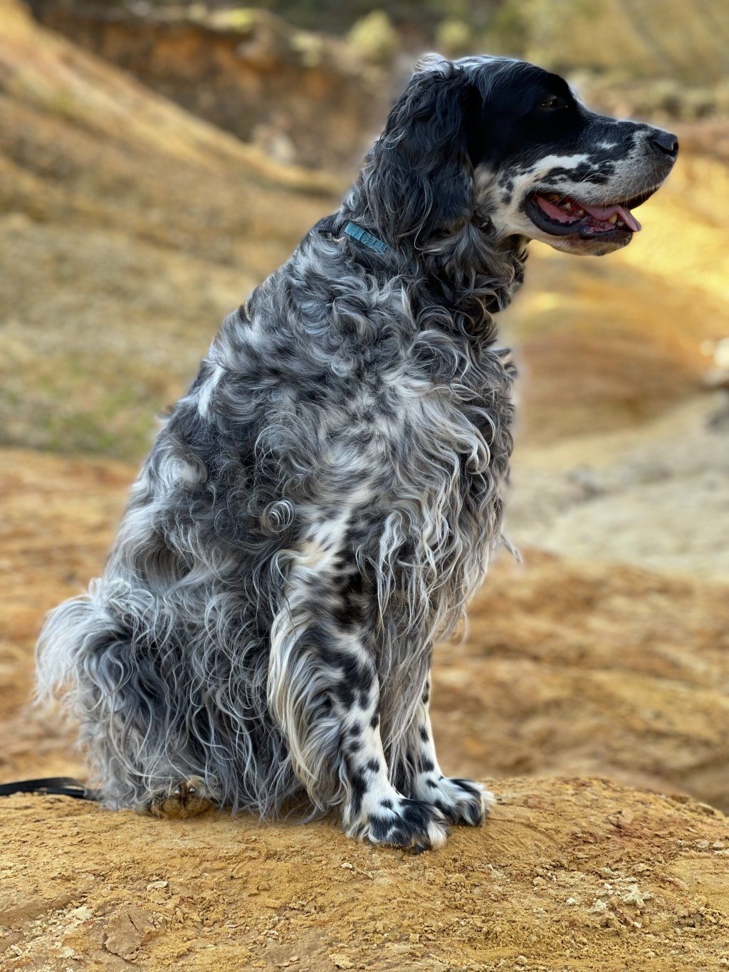 English Setters - Running To Stand Still