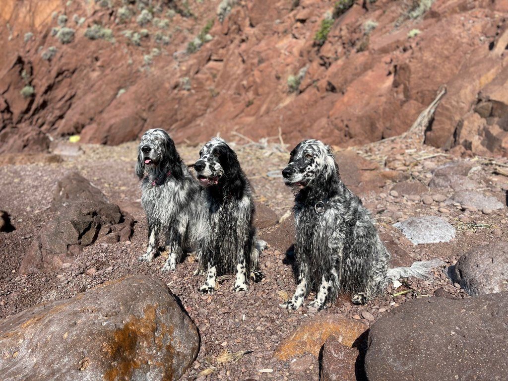 English Setters - Running To Stand Still