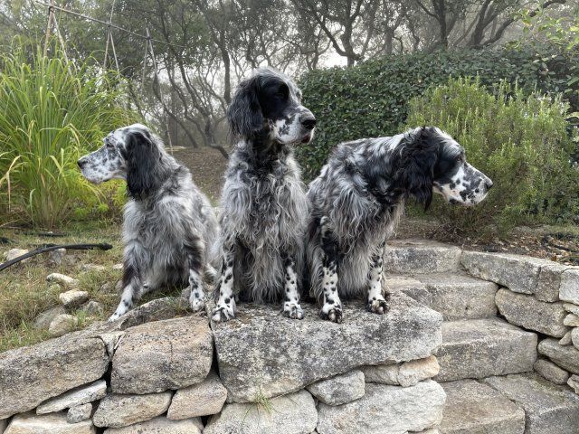 English Setters - Running To Stand Still