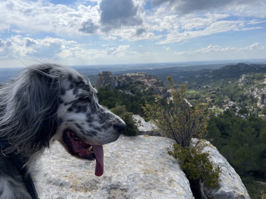 English Setters - Running To Stand Still