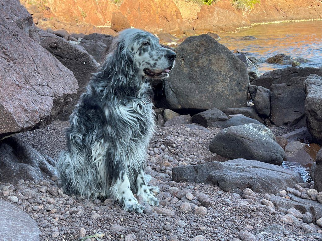 English Setters - Running To Stand Still