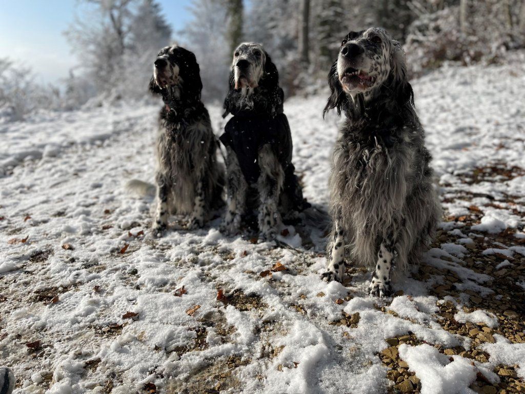 English Setters - Running To Stand Still