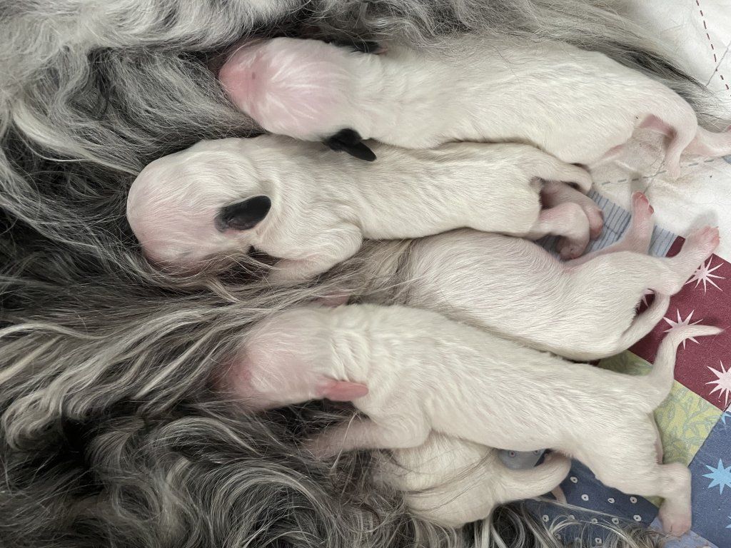 English Setters - Running To Stand Still