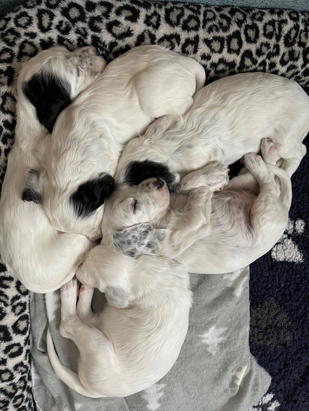 English Setters - Running To Stand Still