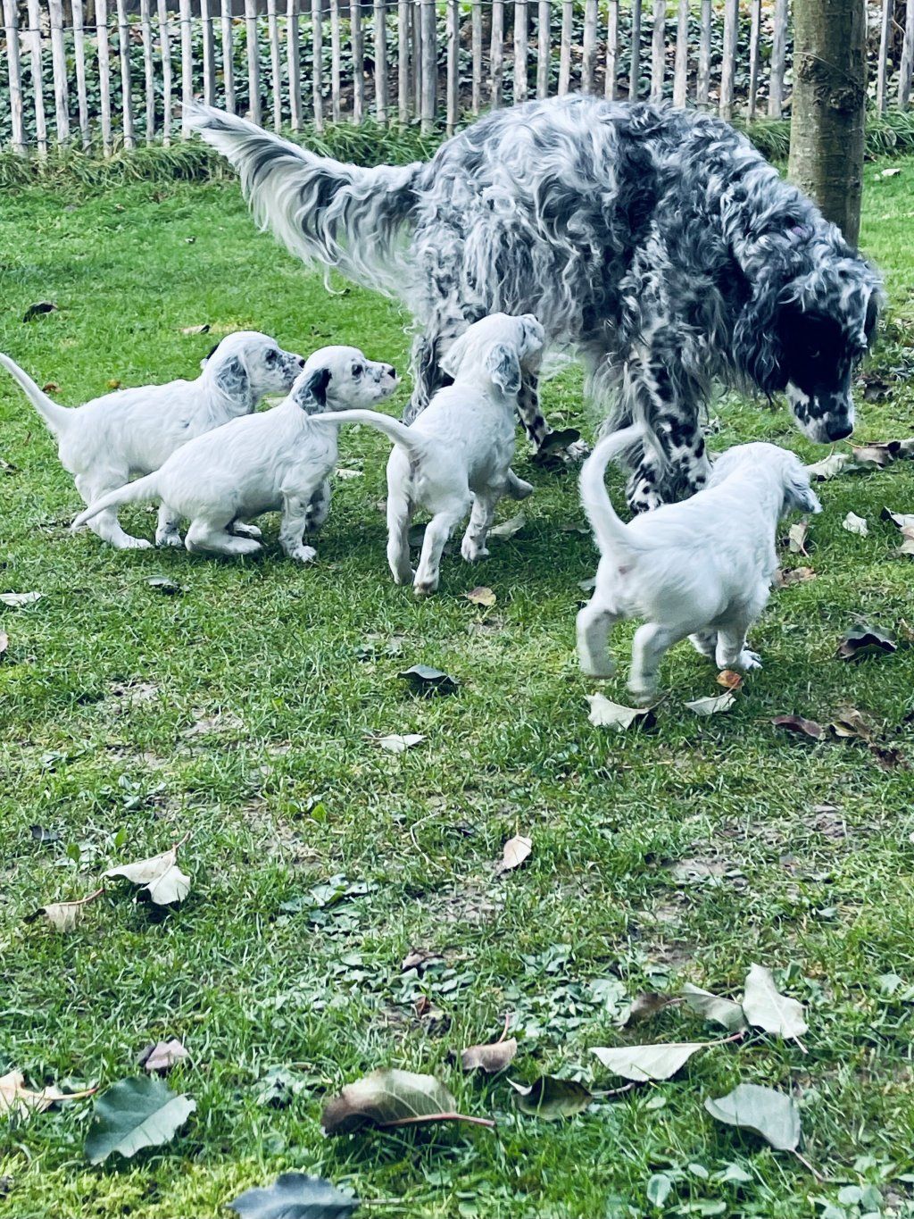 English Setters - Running To Stand Still