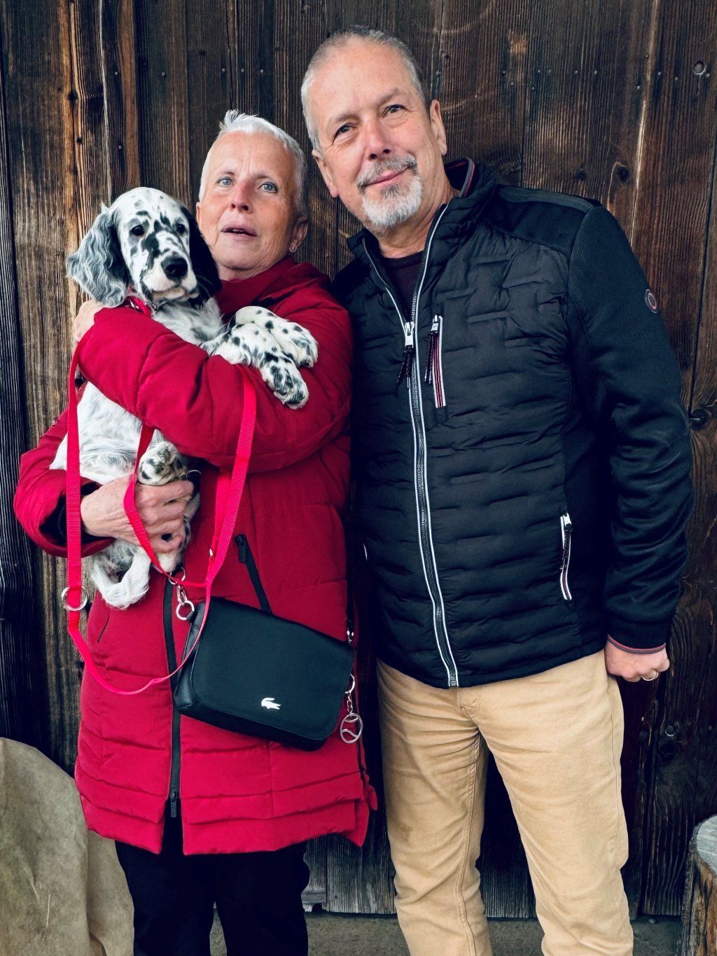 English Setters - Running To Stand Still