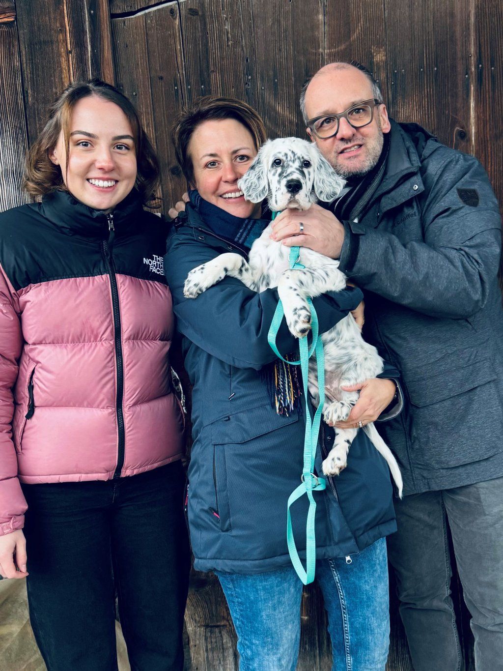 English Setters - Running To Stand Still