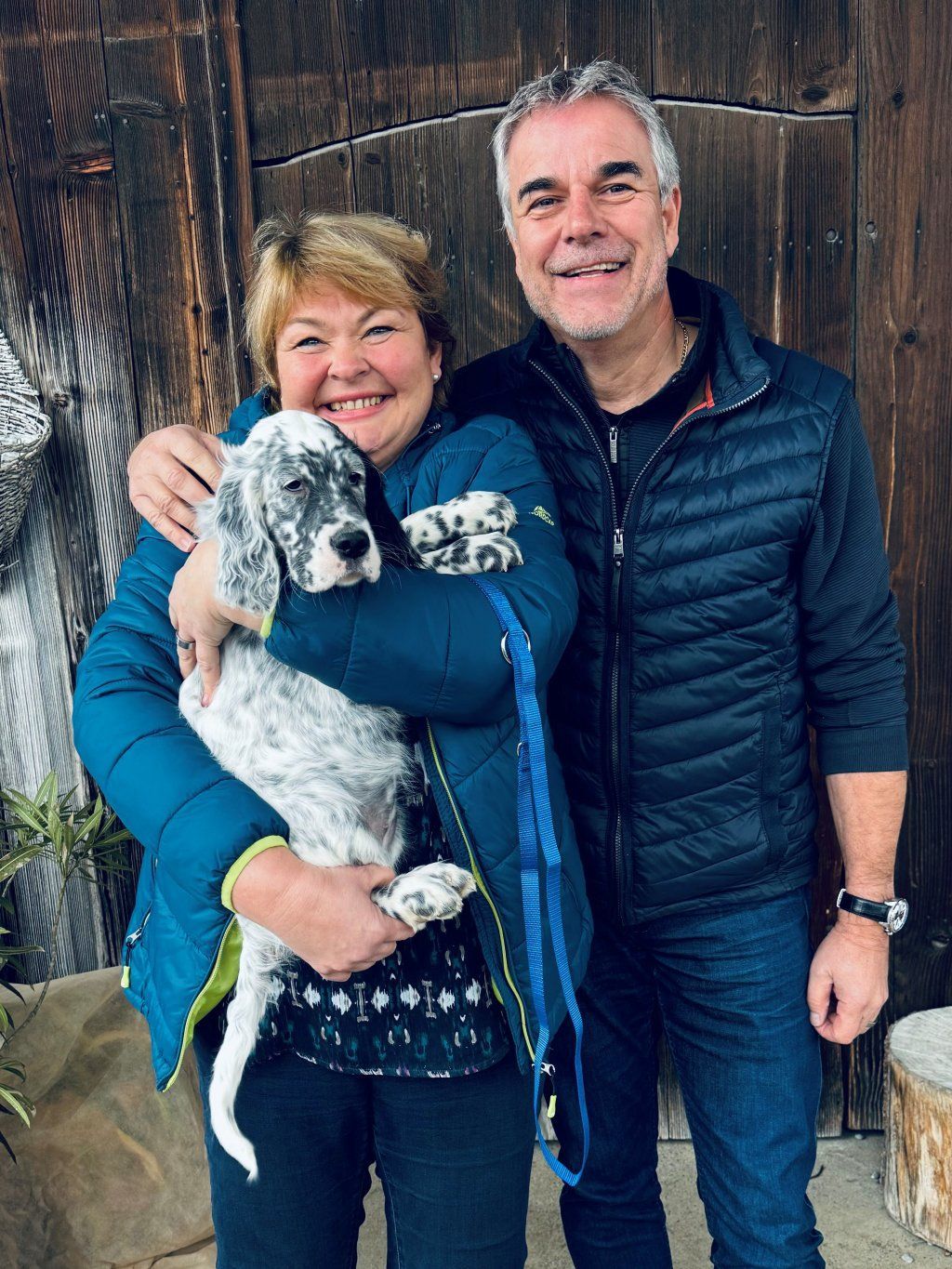 English Setters - Running To Stand Still