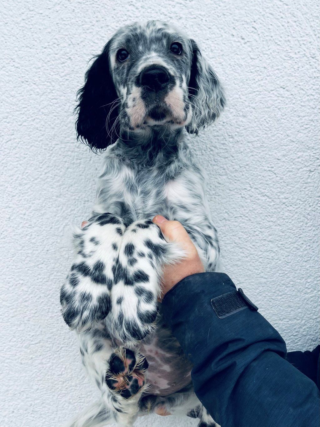 English Setters - Running To Stand Still
