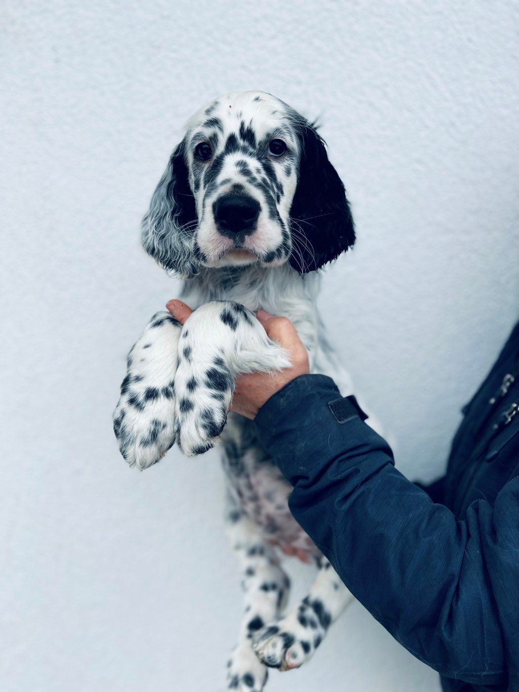 English Setters - Running To Stand Still