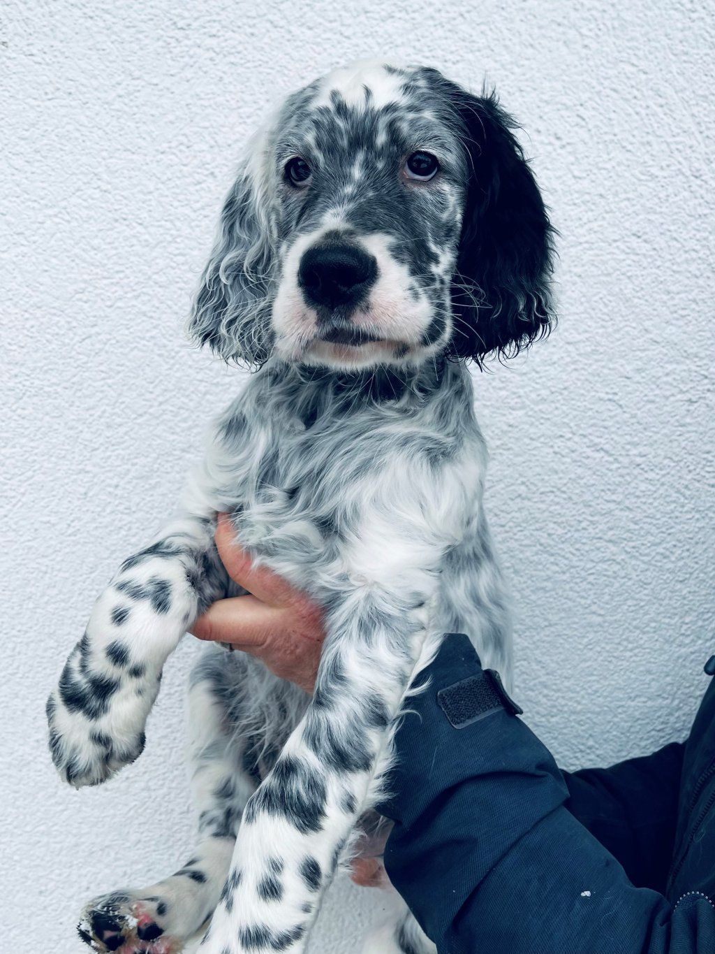 English Setters - Running To Stand Still