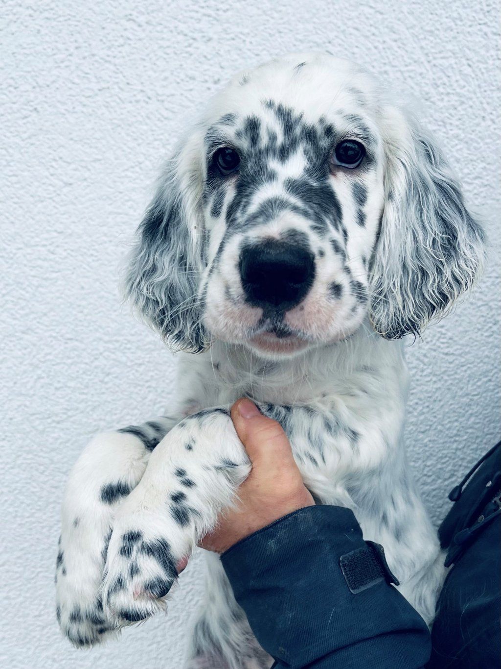 English Setters - Running To Stand Still