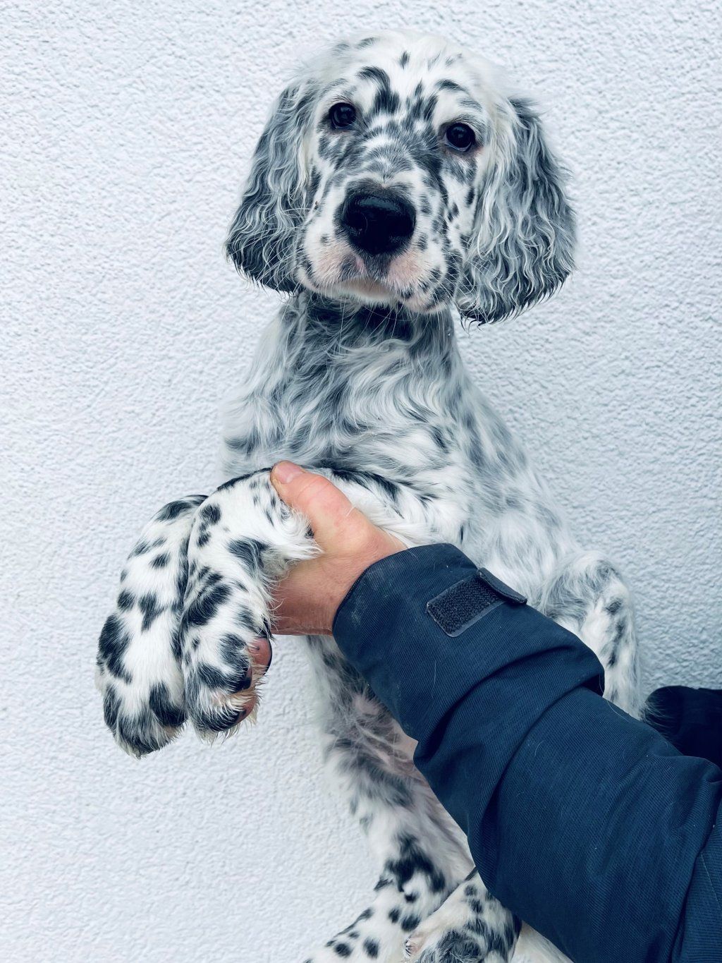 English Setters - Running To Stand Still