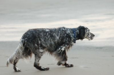 English Setters - Running To Stand Still