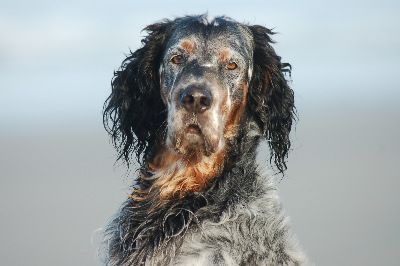 English Setters - Running To Stand Still